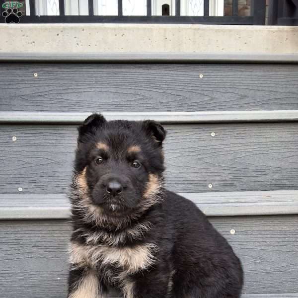 Alanza, German Shepherd Puppy