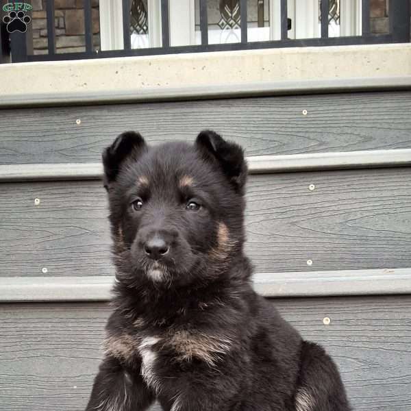Charla, German Shepherd Puppy