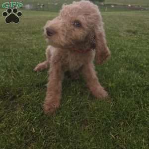 Red, Goldendoodle Puppy