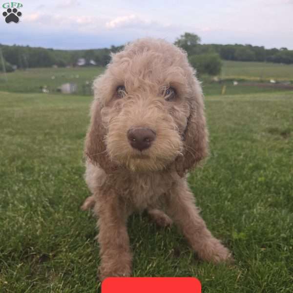 Red, Goldendoodle Puppy