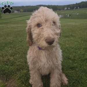 Dark Purple, Goldendoodle Puppy