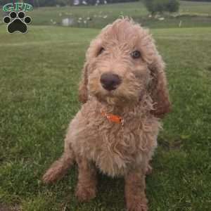Orange, Goldendoodle Puppy