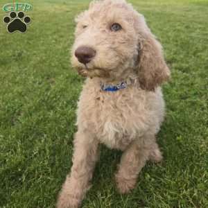 Dark Blue, Goldendoodle Puppy