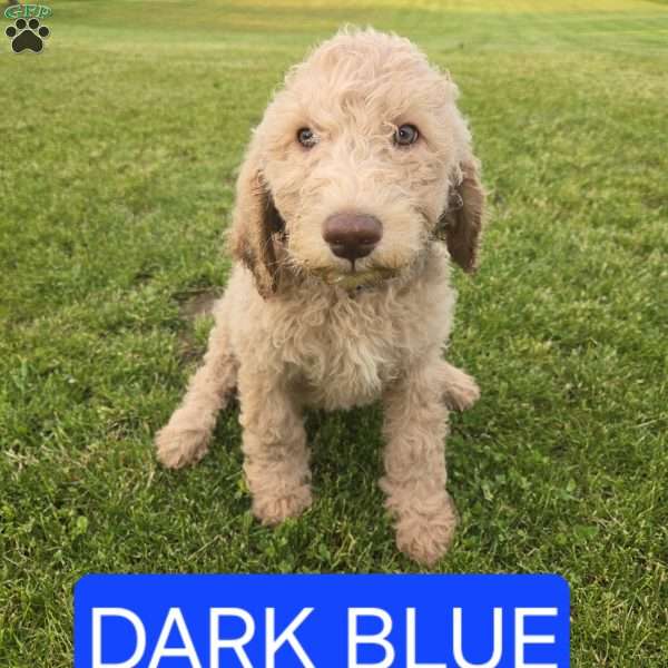 Dark Blue, Goldendoodle Puppy