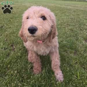 Light Pink, Goldendoodle Puppy