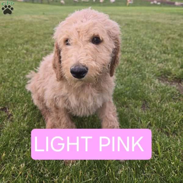 Light Pink, Goldendoodle Puppy