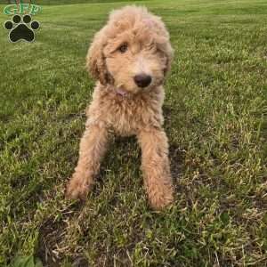 Light Purple, Goldendoodle Puppy