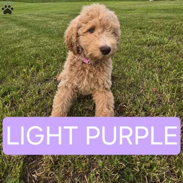 Light Purple, Goldendoodle Puppy