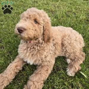 Hot Pink, Goldendoodle Puppy