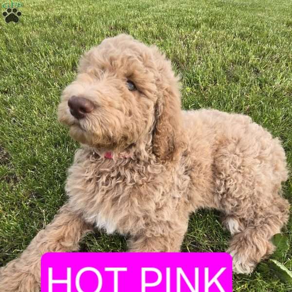 Hot Pink, Goldendoodle Puppy