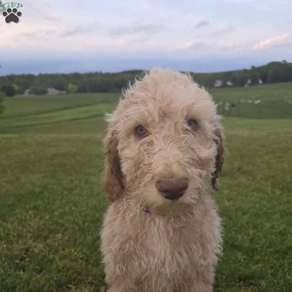 Dark Purple, Goldendoodle Puppy