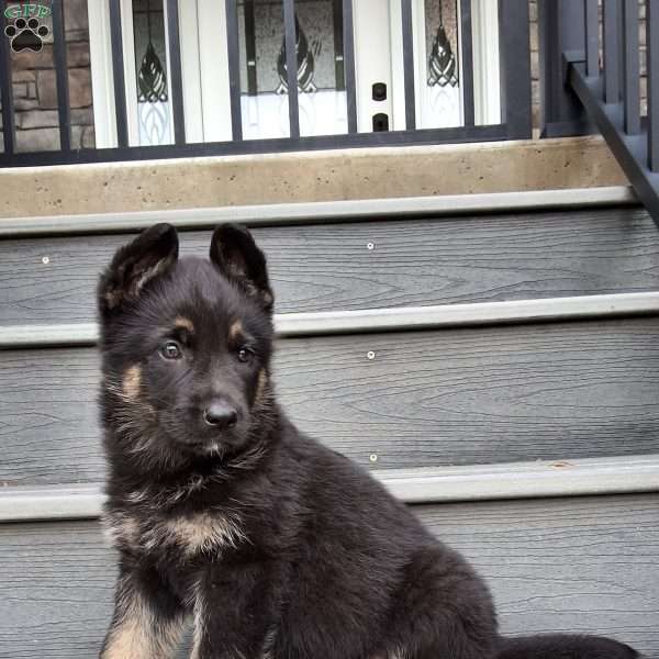 Paris, German Shepherd Puppy