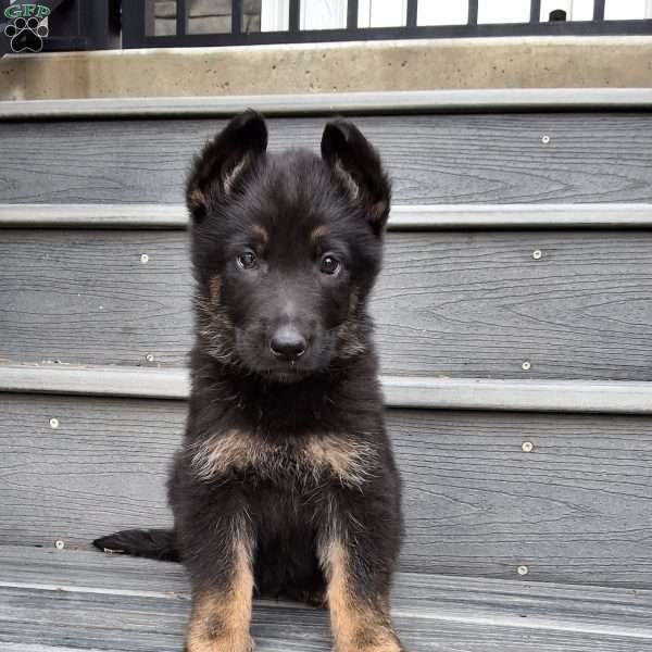 Carlo, German Shepherd Puppy