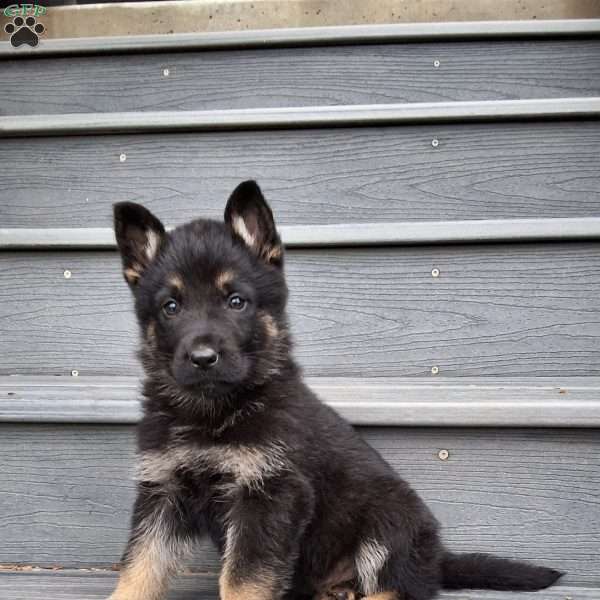 Gene, German Shepherd Puppy