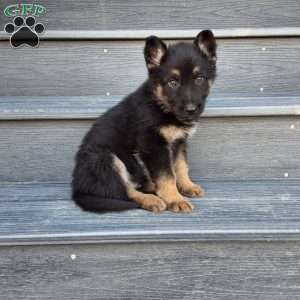 Frankie, German Shepherd Puppy