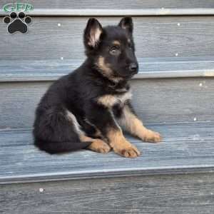Frankie, German Shepherd Puppy