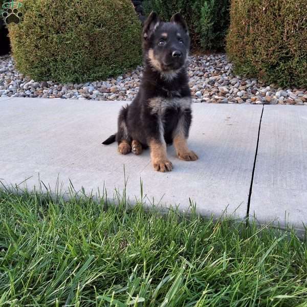 Frankie, German Shepherd Puppy