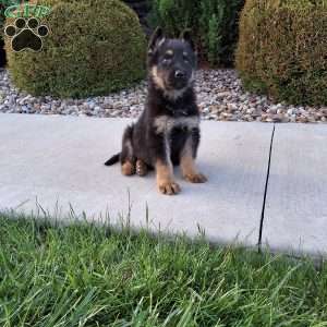 Frankie, German Shepherd Puppy