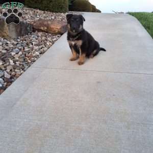 Reagan, German Shepherd Puppy