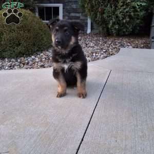 Reagan, German Shepherd Puppy