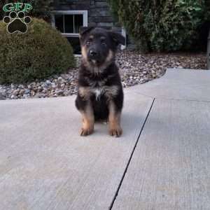 Reagan, German Shepherd Puppy