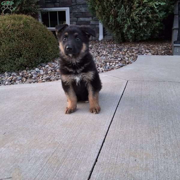 Reagan, German Shepherd Puppy