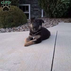 Reagan, German Shepherd Puppy