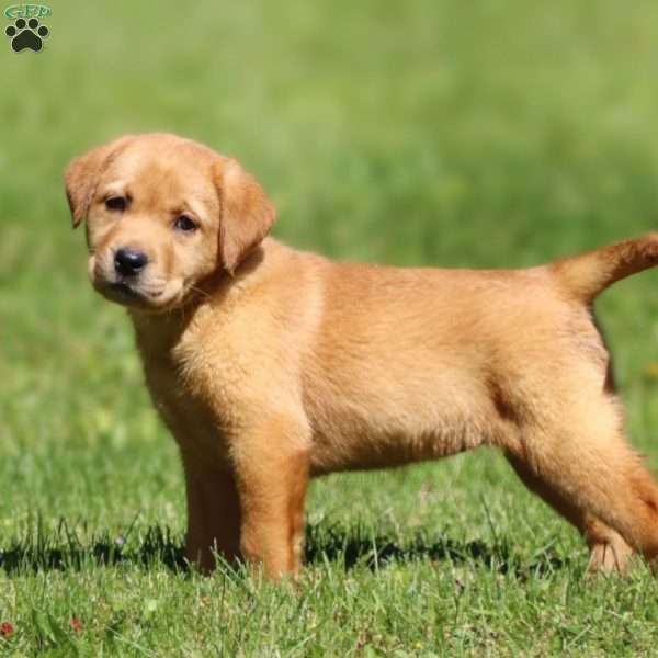 Bella, Fox Red Labrador Retriever Puppy