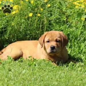 Bella, Fox Red Labrador Retriever Puppy