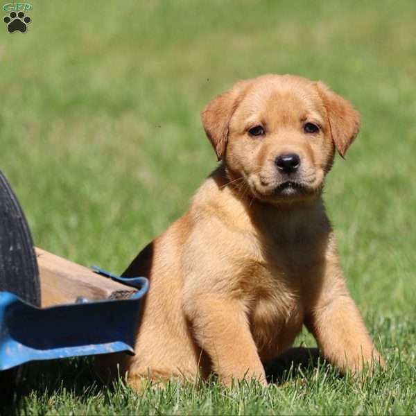 Ruger, Fox Red Labrador Retriever Puppy