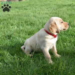 Lela, Yellow Labrador Retriever Puppy