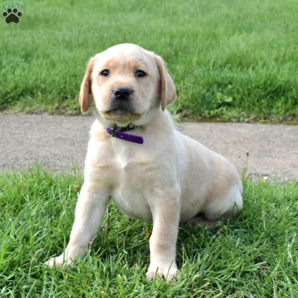 Jane, Yellow Labrador Retriever Puppy
