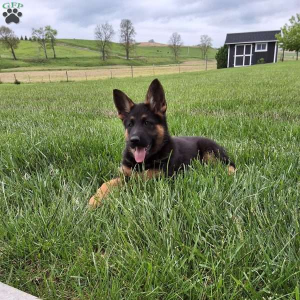 Remy, German Shepherd Puppy