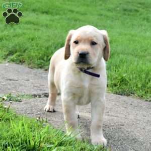Jane, Yellow Labrador Retriever Puppy