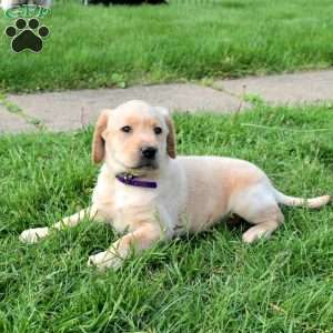 Jane, Yellow Labrador Retriever Puppy