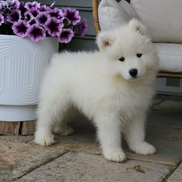 Zander, Samoyed Puppy