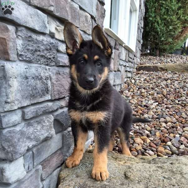 Missy, German Shepherd Puppy