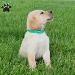Leo, Yellow Labrador Retriever Puppy