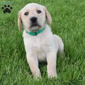 Leo, Yellow Labrador Retriever Puppy