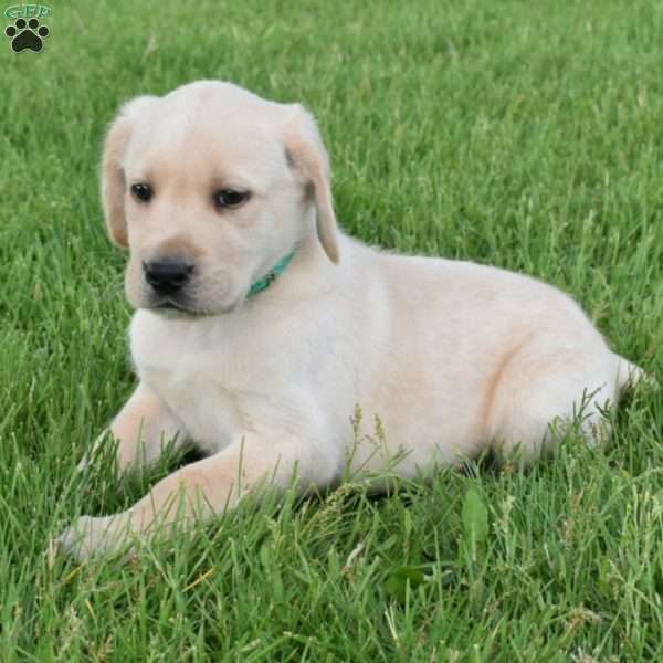 Leo, Yellow Labrador Retriever Puppy