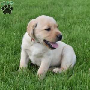 Lela, Yellow Labrador Retriever Puppy