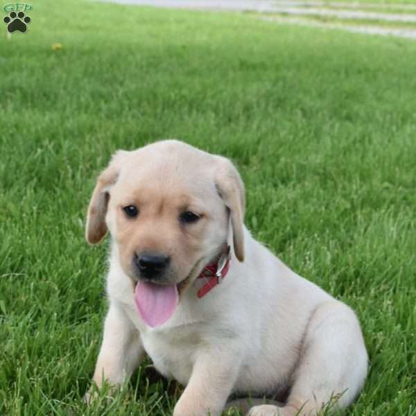 Lela, Yellow Labrador Retriever Puppy