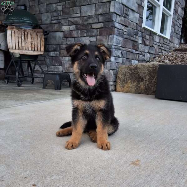 Nolan, German Shepherd Puppy