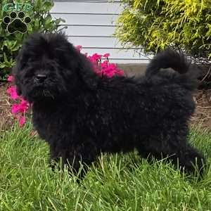 Lola, Goldendoodle Puppy