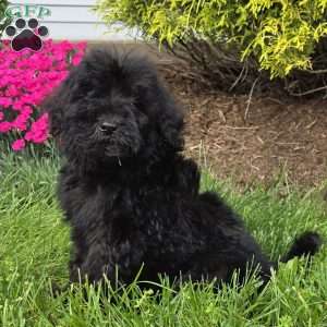Lola, Goldendoodle Puppy