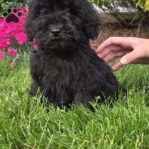 Lola, Goldendoodle Puppy