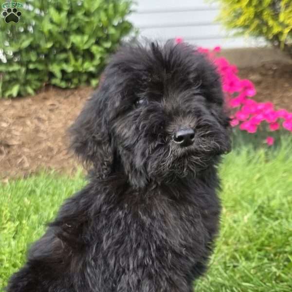 Lola, Goldendoodle Puppy