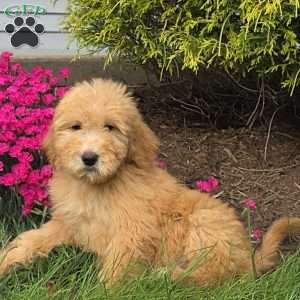 Roxy, Goldendoodle Puppy