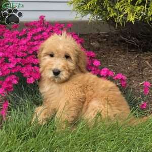 Roxy, Goldendoodle Puppy