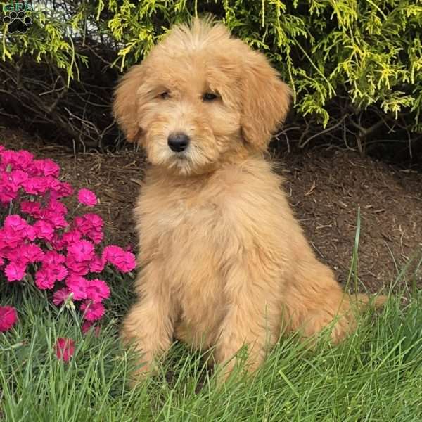 Roxy, Goldendoodle Puppy